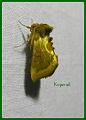 koperuil 2